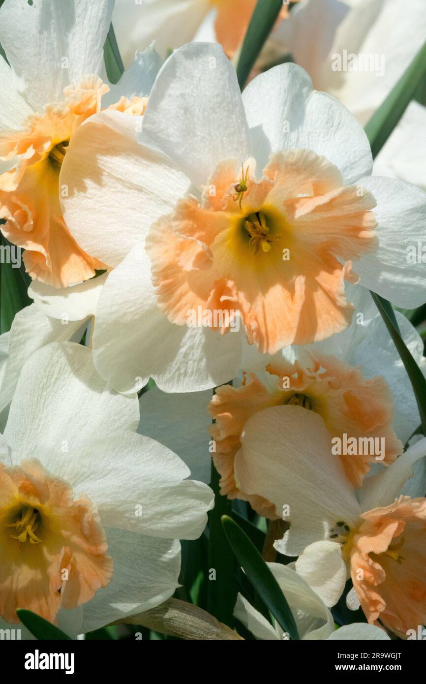 Amaryllidaceae, Hardy, Daffodils, Narcissus 'Precocious', White, Apricot, Colour, Flowers, Large-cupped, Division 2, Narcissus Stock Photo