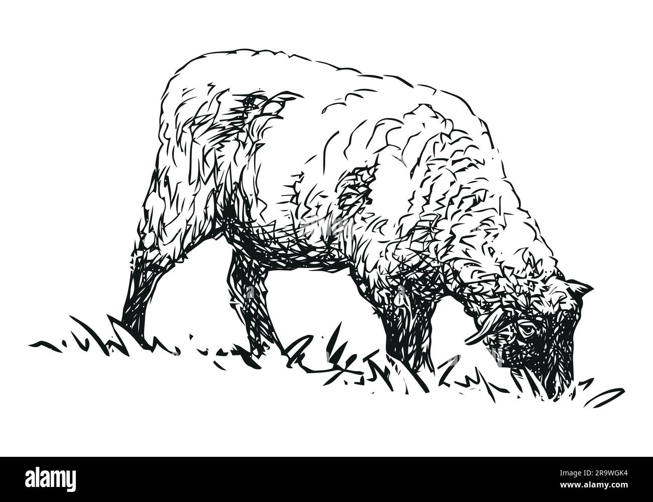 sheep farm animal, hand drawn illustration Stock Vector Image & Art
