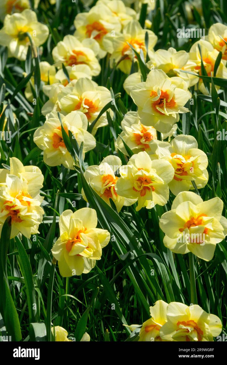 Amaryllidaceae, Flowers, Garden, Plants, Spring, Narcissus 'Double Fashion', Season Stock Photo
