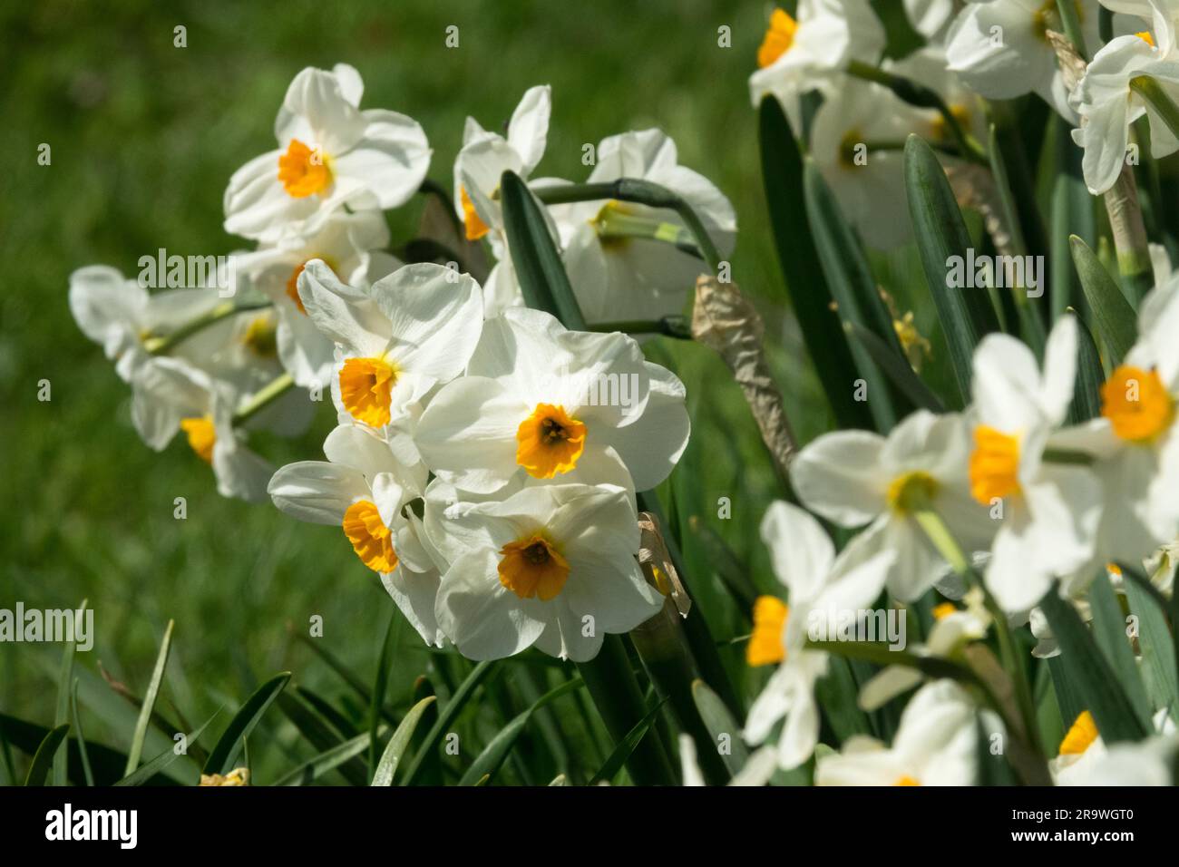 Amaryllidaceae, Narcissus 'Geranium' Daffodil Stock Photo