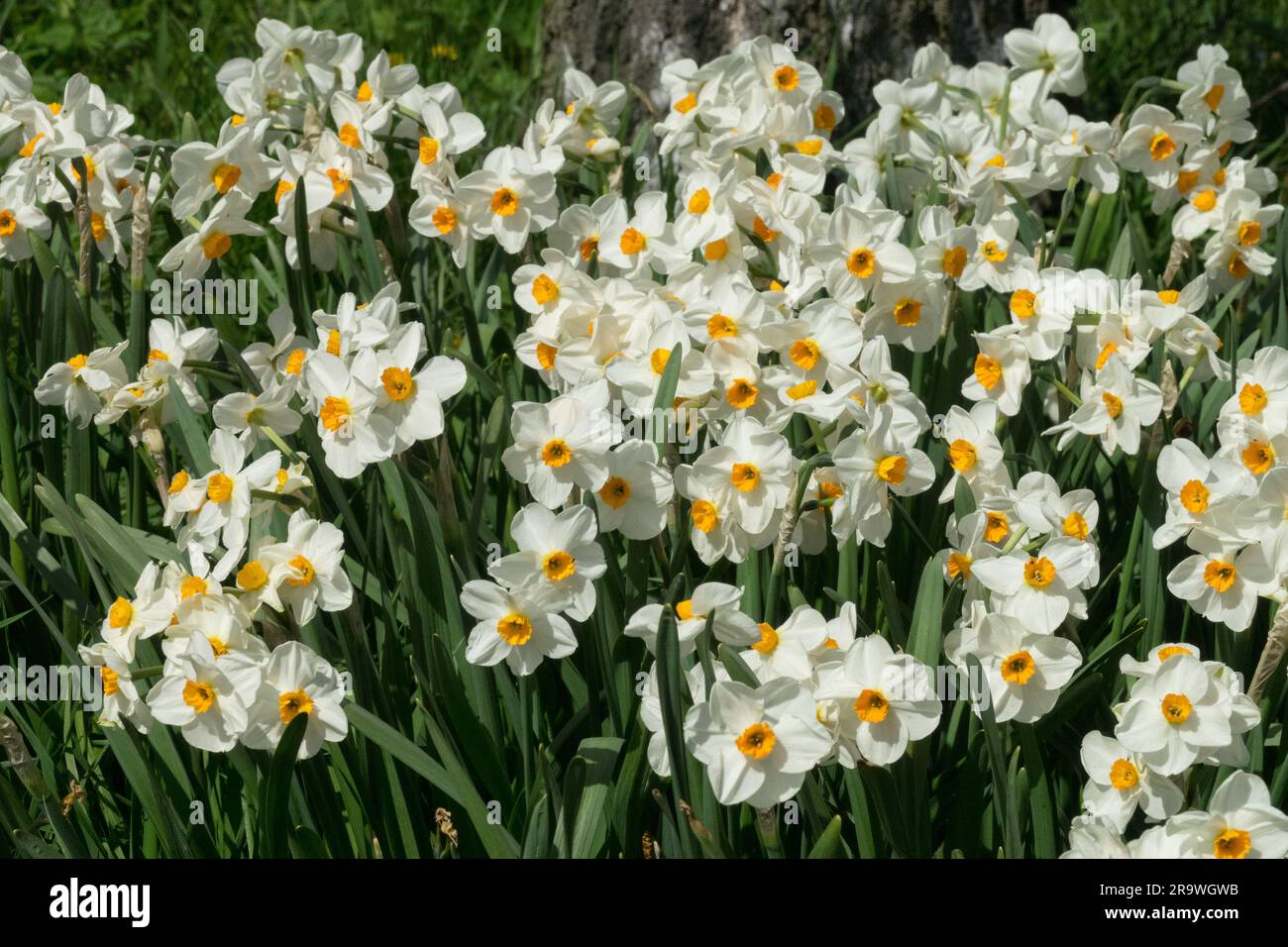White, Daffodils, Narcissus Geranium, Flowering, Perennials, Paperwhite
