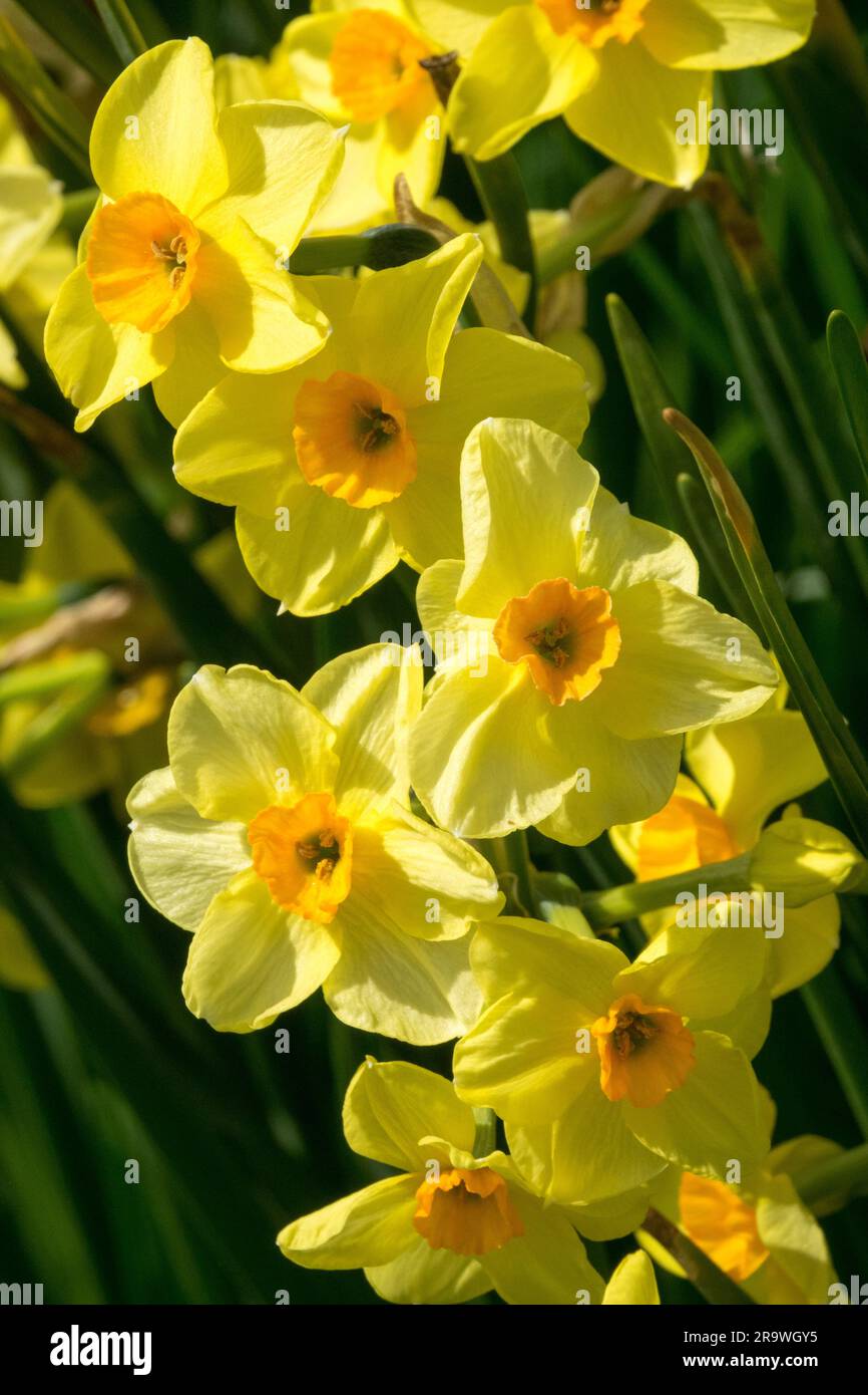Amaryllidaceae, Group, Tazetta, Division 8, Daffodils, Flowers, Garden, Narcissus, Spring, Plants Stock Photo