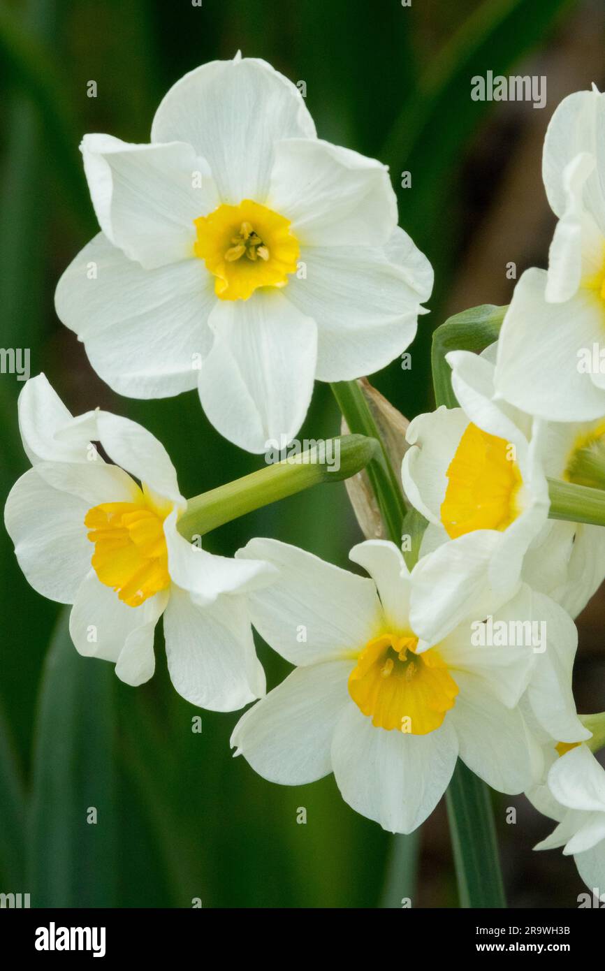 White spring flowers online