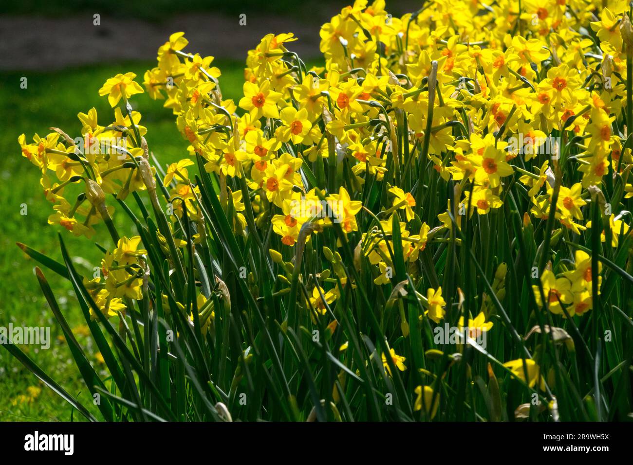 Amaryllidaceae, Group, Yellow, Daffodils, Narcissus 'Falconet', Division 8, Tazetta in garden vernal Stock Photo