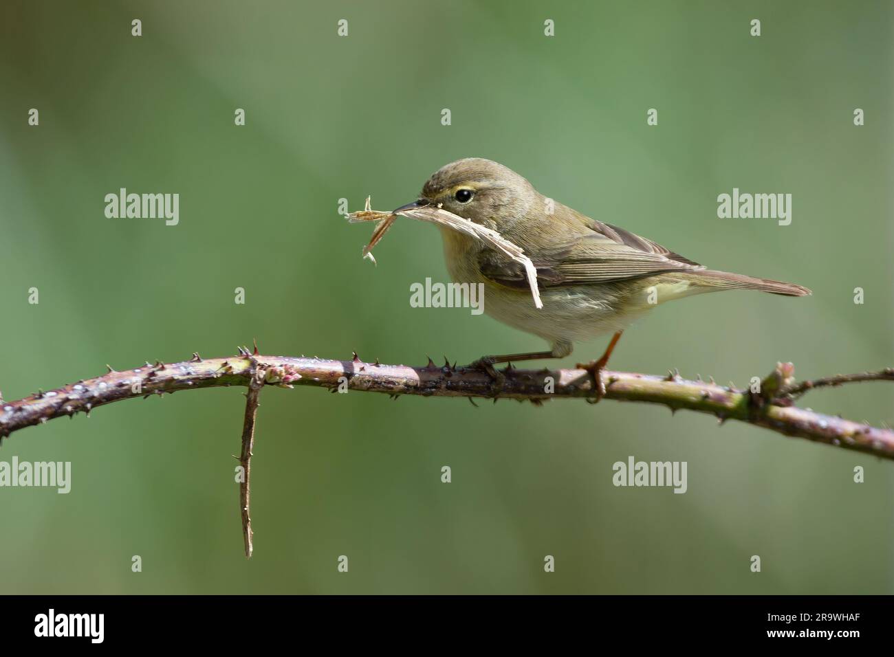 Willow Warbler-Phylloscopus trochilus gathers nest material. Spring. Uk Stock Photo