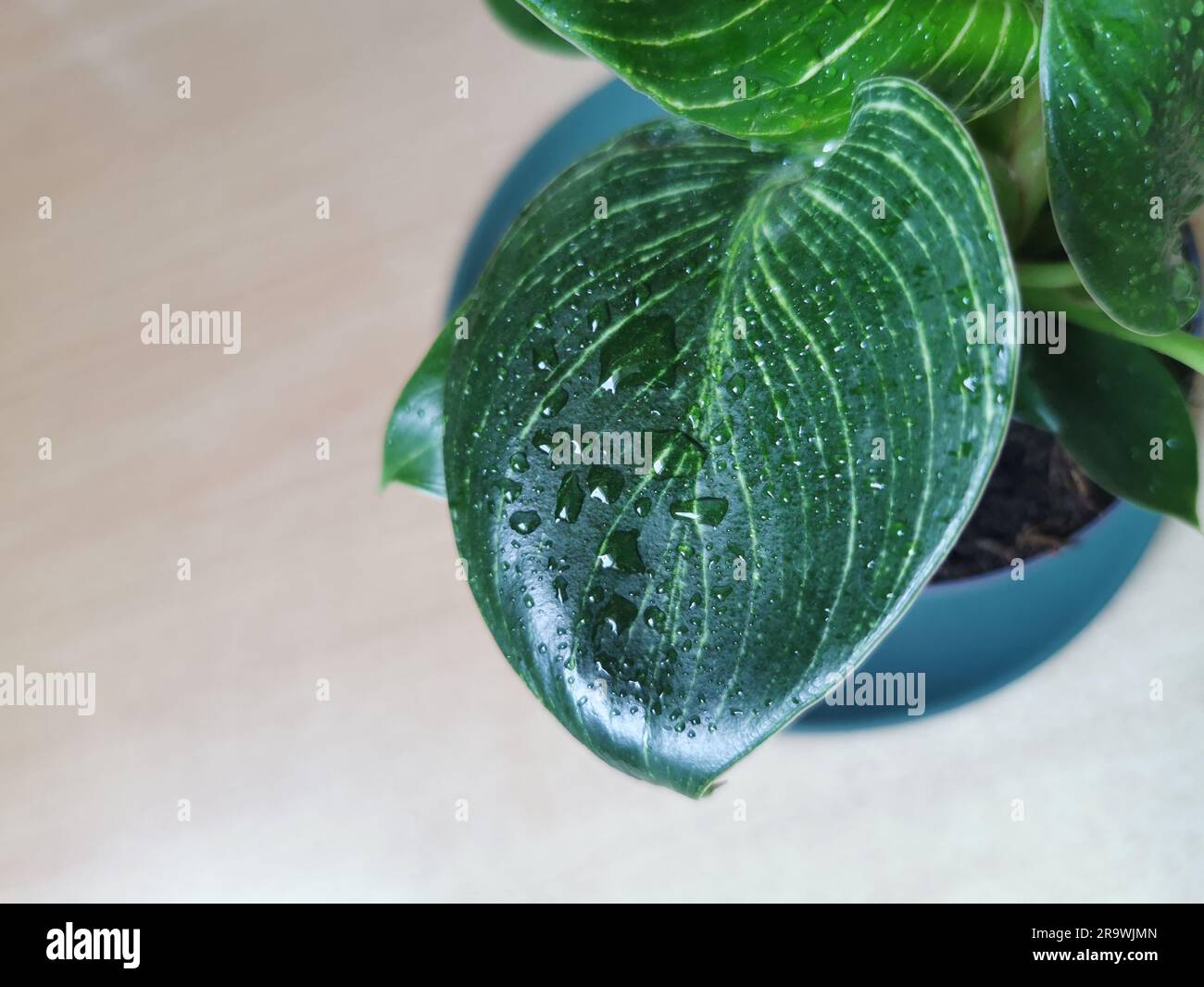 Gardening, plants and nature concept, close up of wet Philodendron flower at home garden Stock Photo