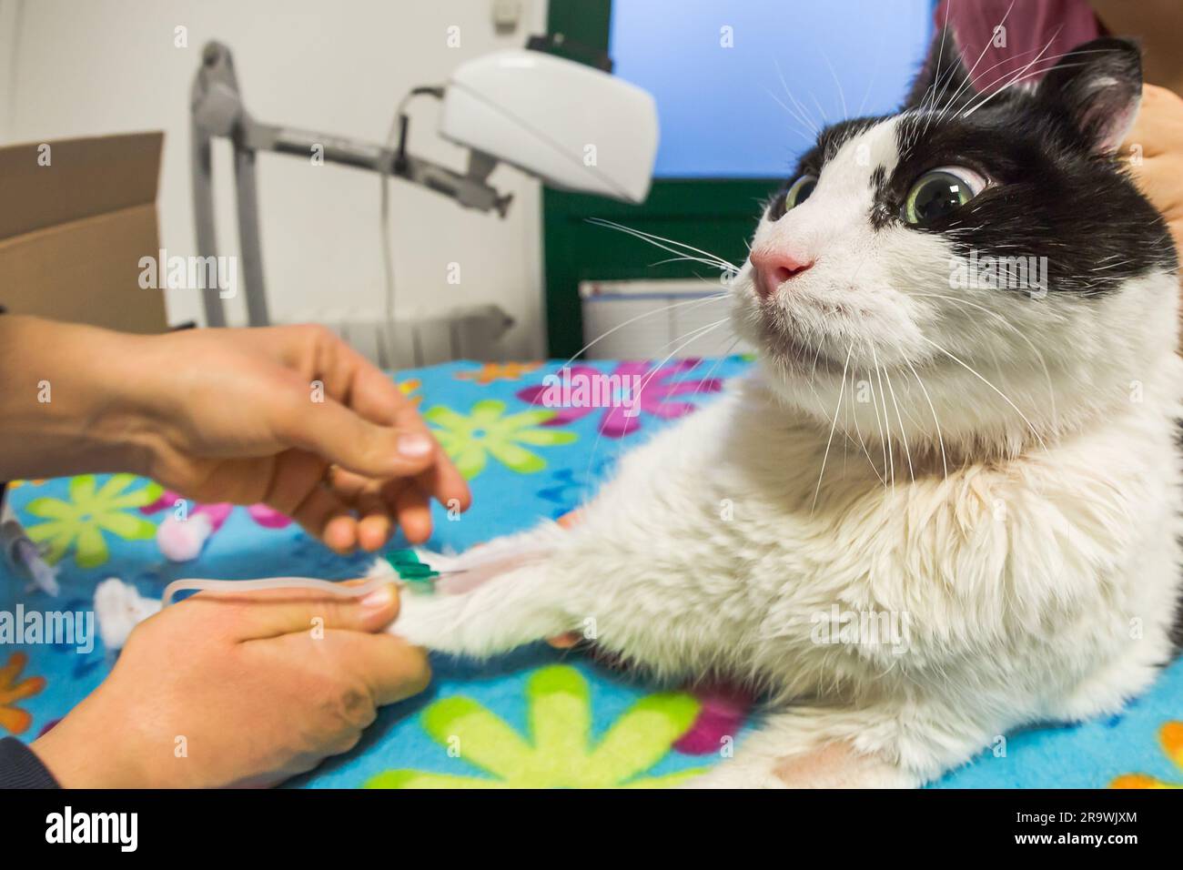 Veterinarian women taking blood sample from a cat. Blood sample drawing