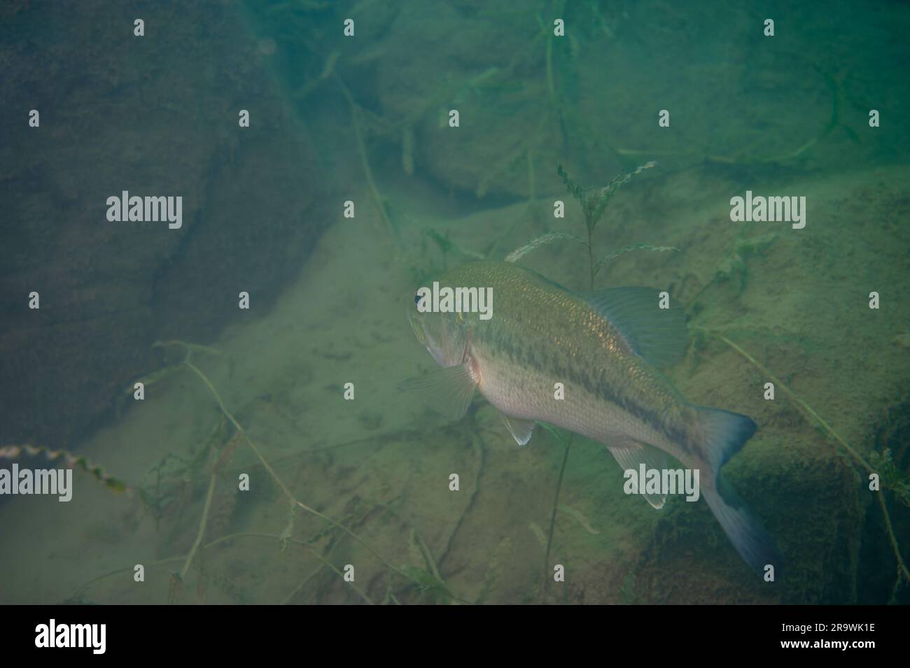 Largemouth bass swimming in a Michigan inland lake. with boulders in