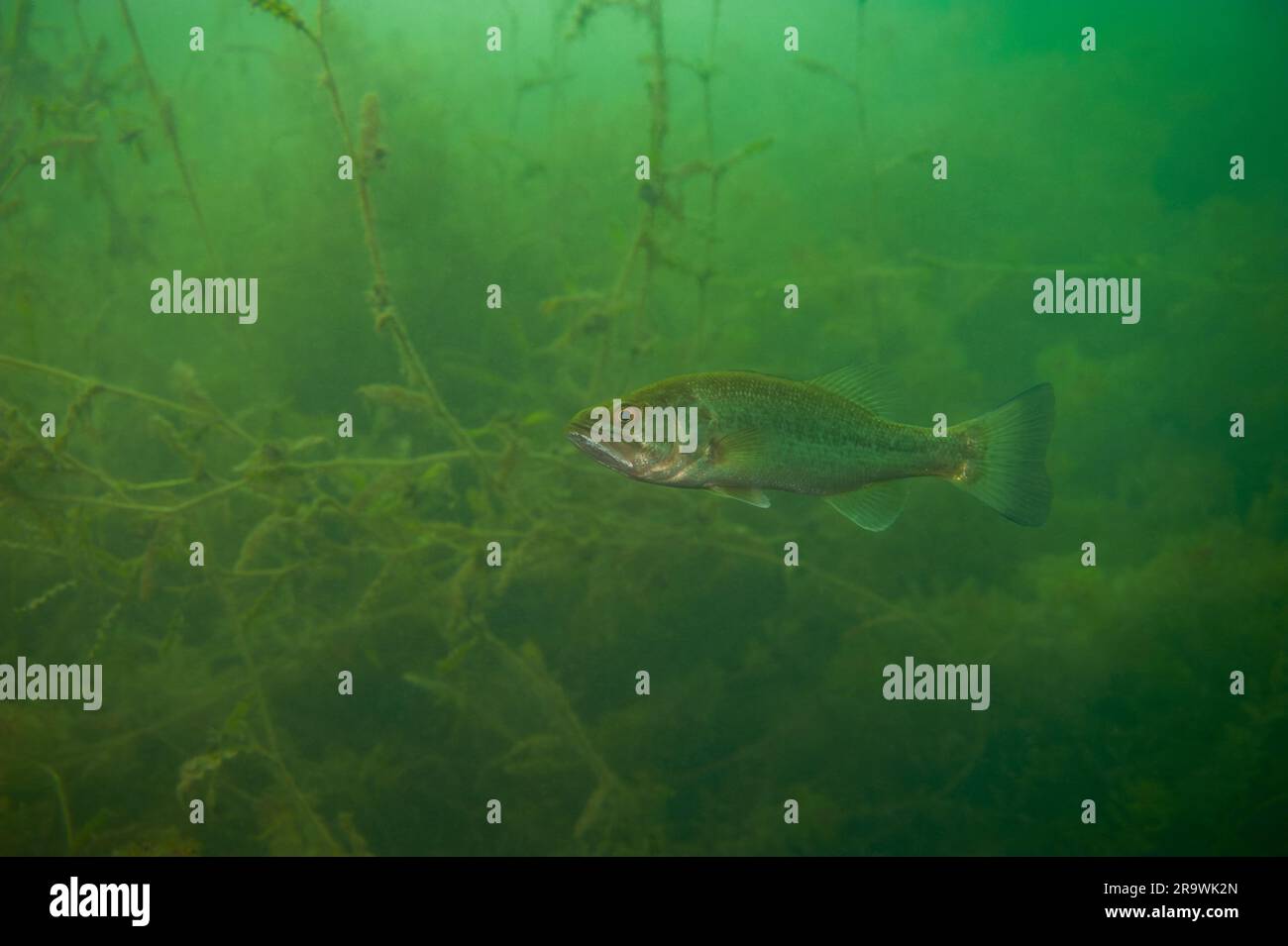 Largemouth bass swimming in a Michigan inland lake Stock Photo Alamy