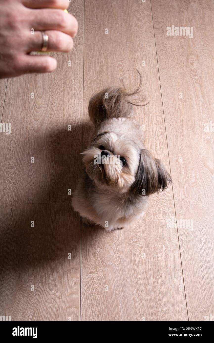 photo of a dog sitting on the floor of a house and looking at a human hand Stock Photo