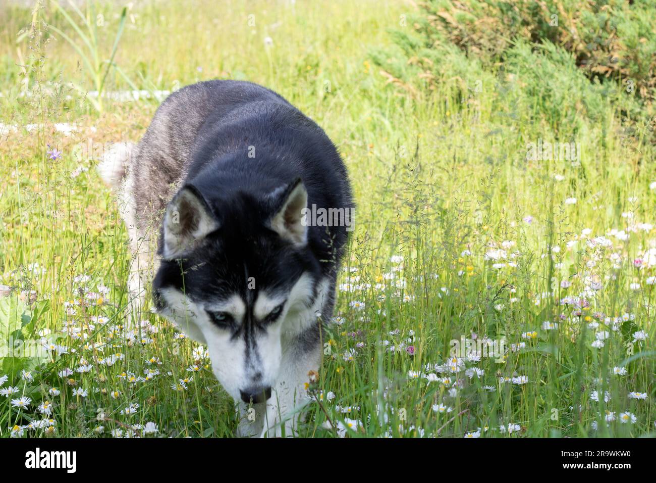 photo of a dog walking through a field and smelling chamomiles Stock Photo