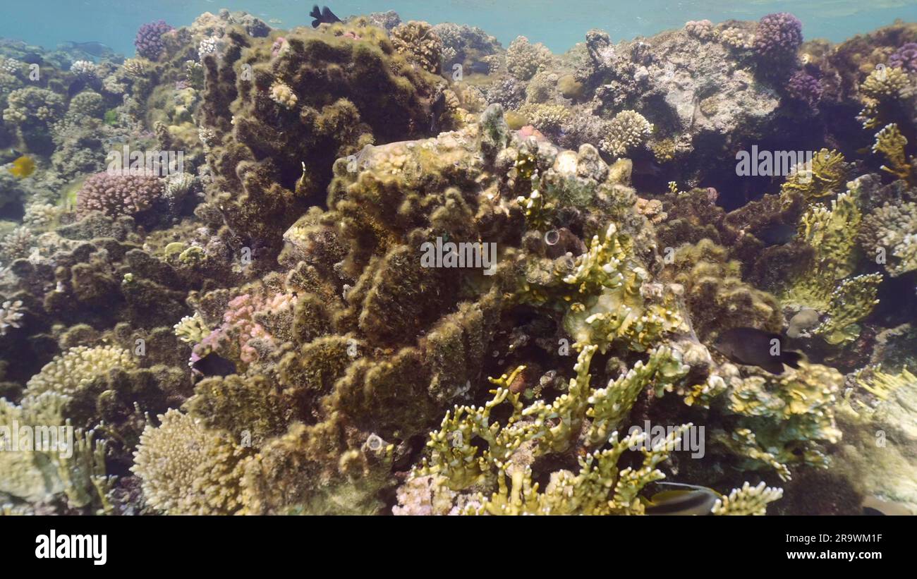 Brown algae covered hard corals. Net Fire Coral (Millepora dichotoma) becomes overgrown with brown algae and dies, colorful tropical fish swim around Stock Photo