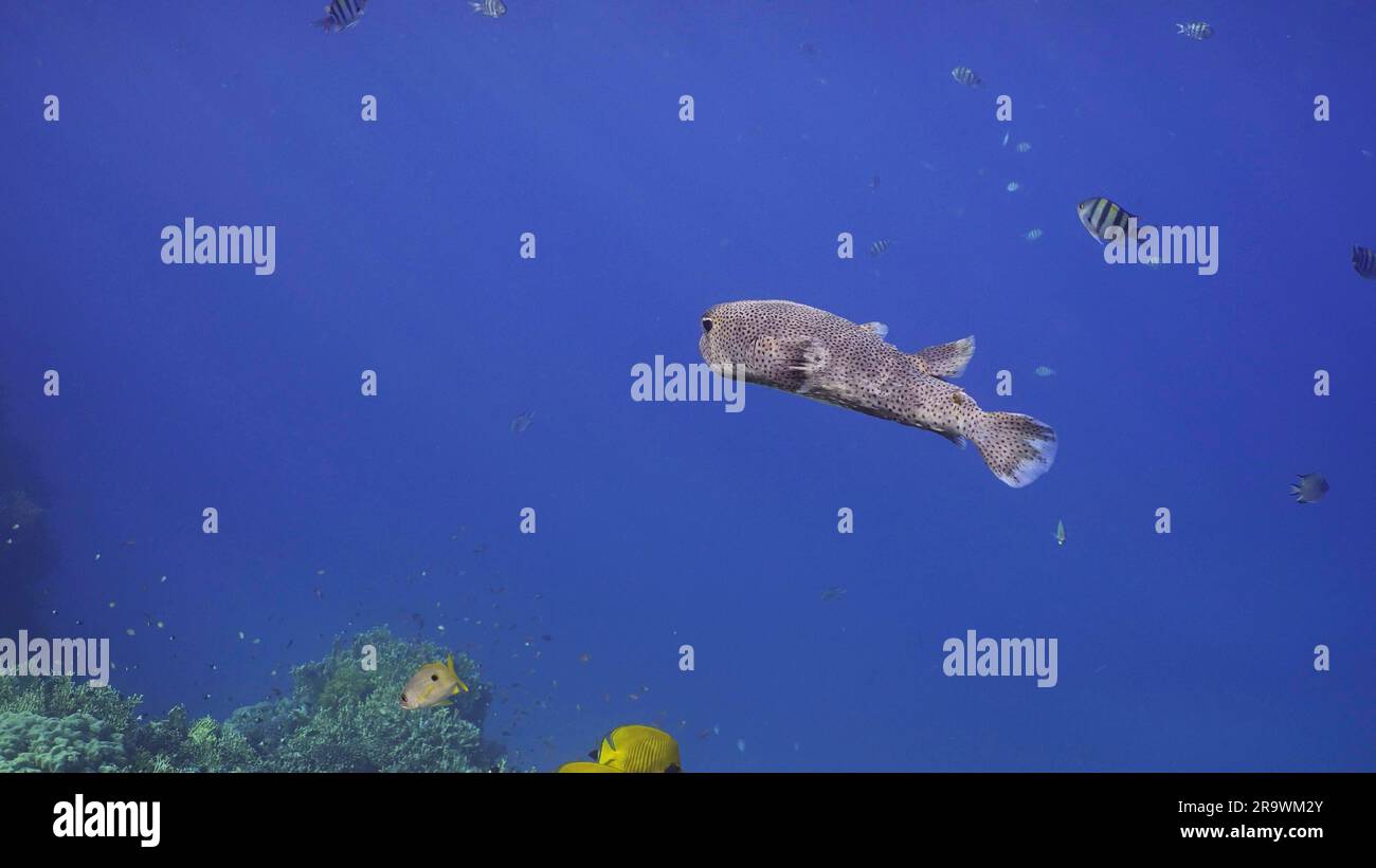 Porcupinefish swim in blue Ocean in sunlight. Ajargo, Giant Porcupinefish or Spotted Porcupine Fish (Diodon hystrix) swimming in blue water column to Stock Photo