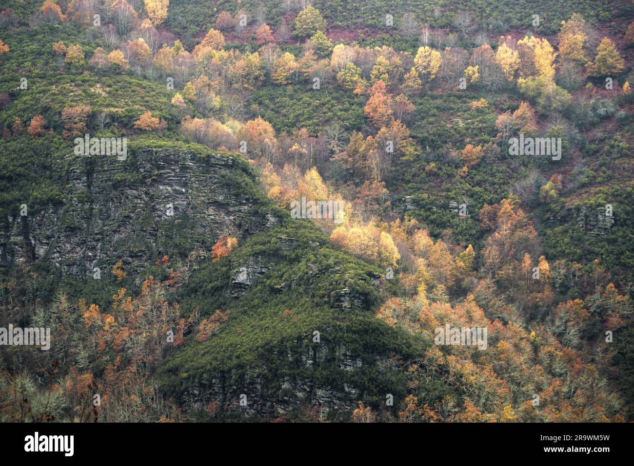 Golden autumn foliage on birch trees on rocky precipices in Ancares Mountain Range in Cervantes Lugo Galicia Stock Photo