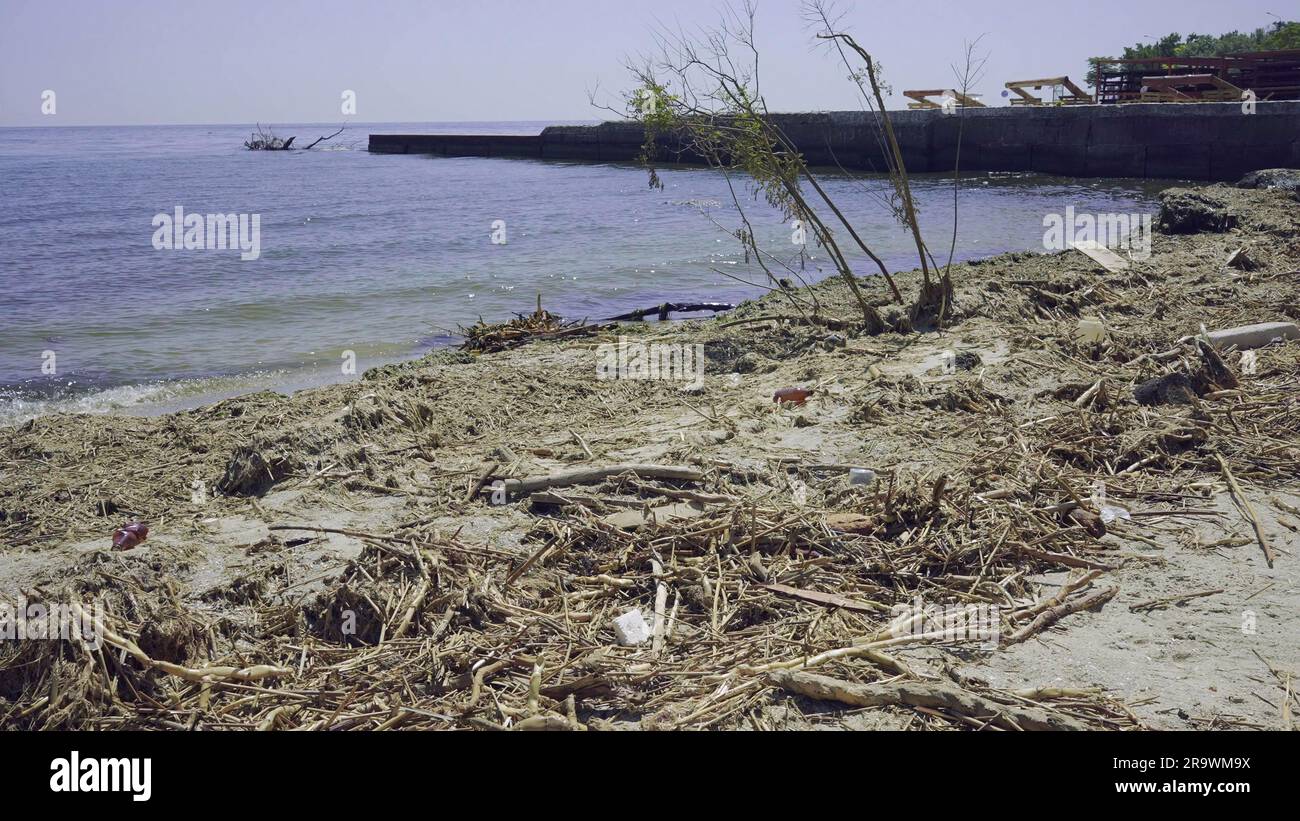 Trees with floating debris has reached Black Sea coastal zone in Odessa, Ukraine. Environmental disaster caused by the explosion of Kakhovka Stock Photo