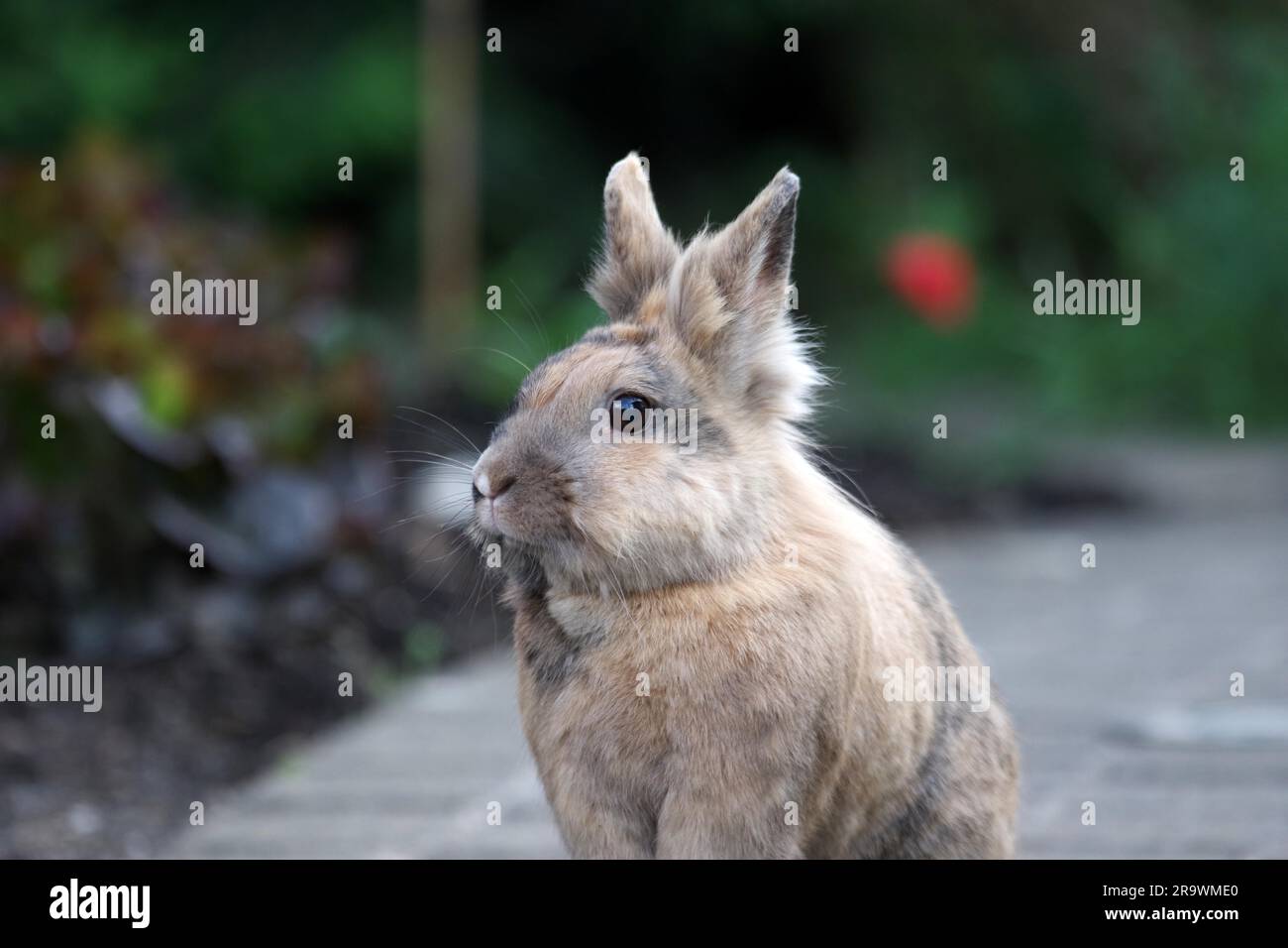 Domestic rabbit (Oryctolagus cuniculus forma domestica), lion's head