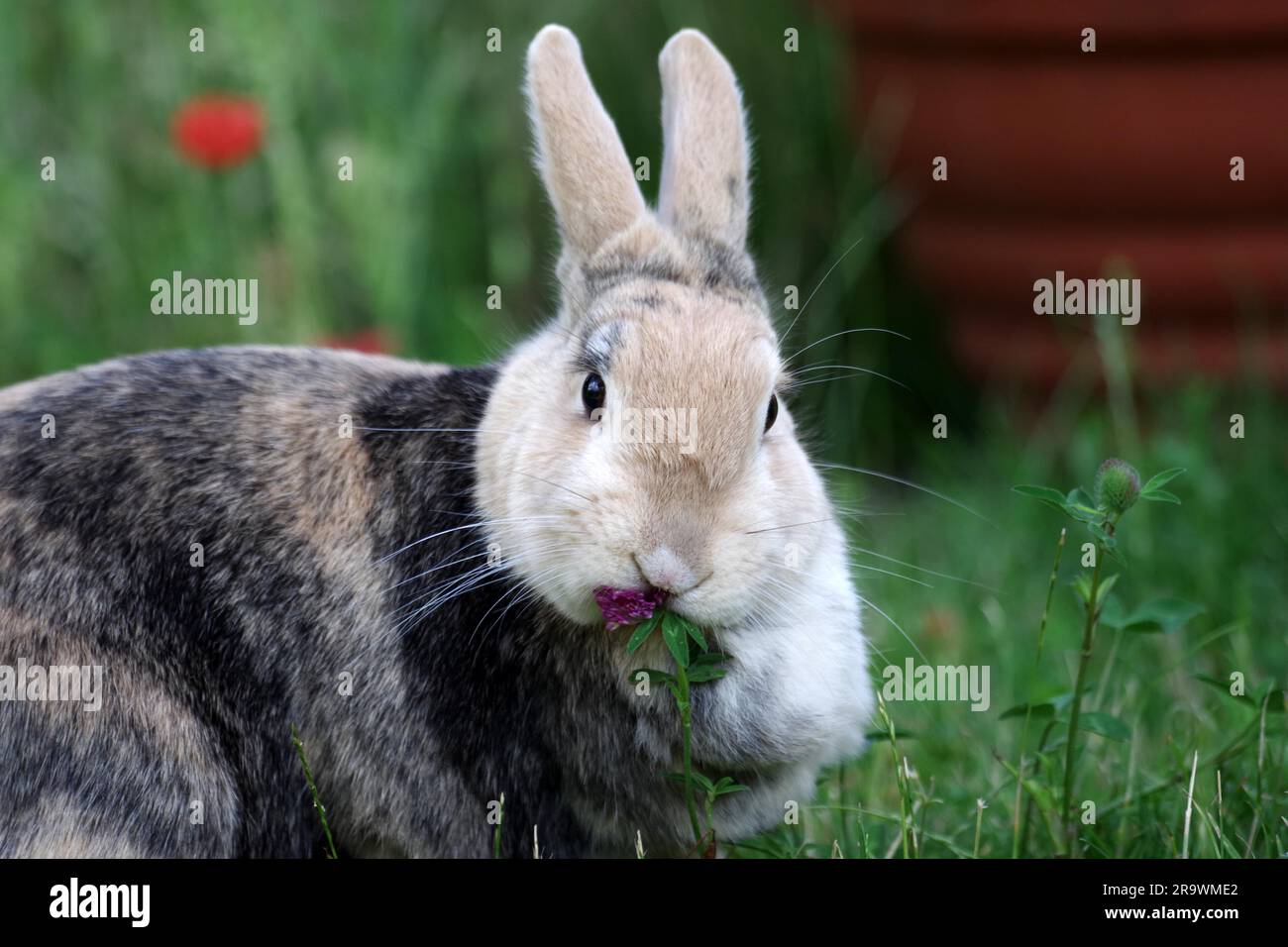 Domestic rabbit (Oryctolagus cuniculus forma domestica), rabbit, animal, close-up, red clover, eating, garden, A brown rabbit sits on the lawn eating Stock Photo