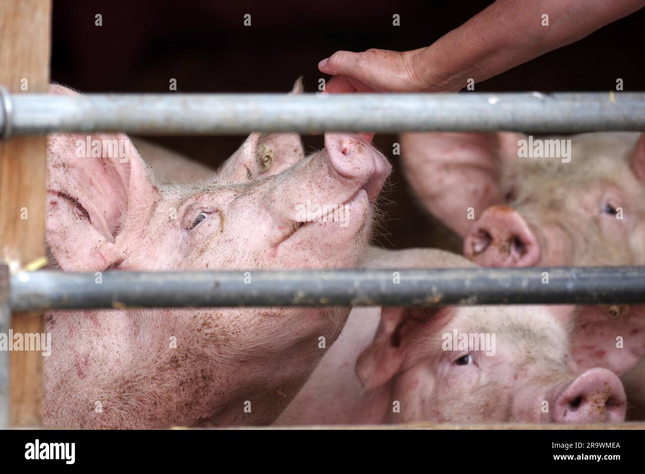 Domestic pigs (Sus scrofa domesticus), pig, three, pigsty, farming, fence, hand, Three pigs are standing behind the fence and one pig is being Stock Photo