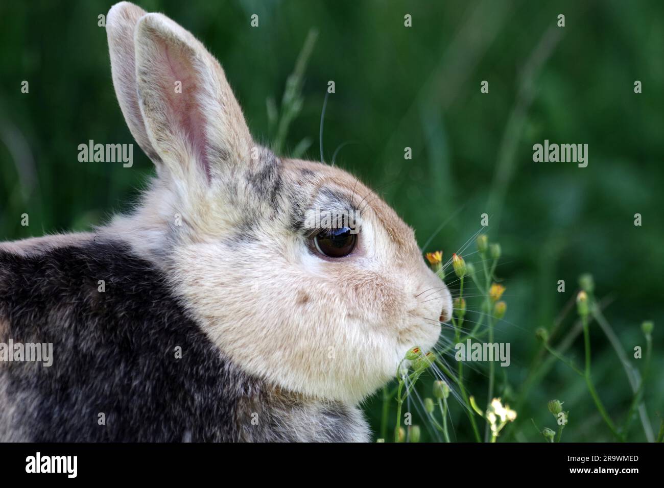 Close-up, domestic rabbit (Oryctolagus cuniculus forma domestica), rabbit, head, grass, garden, side profile view of domestic rabbit in grass Stock Photo