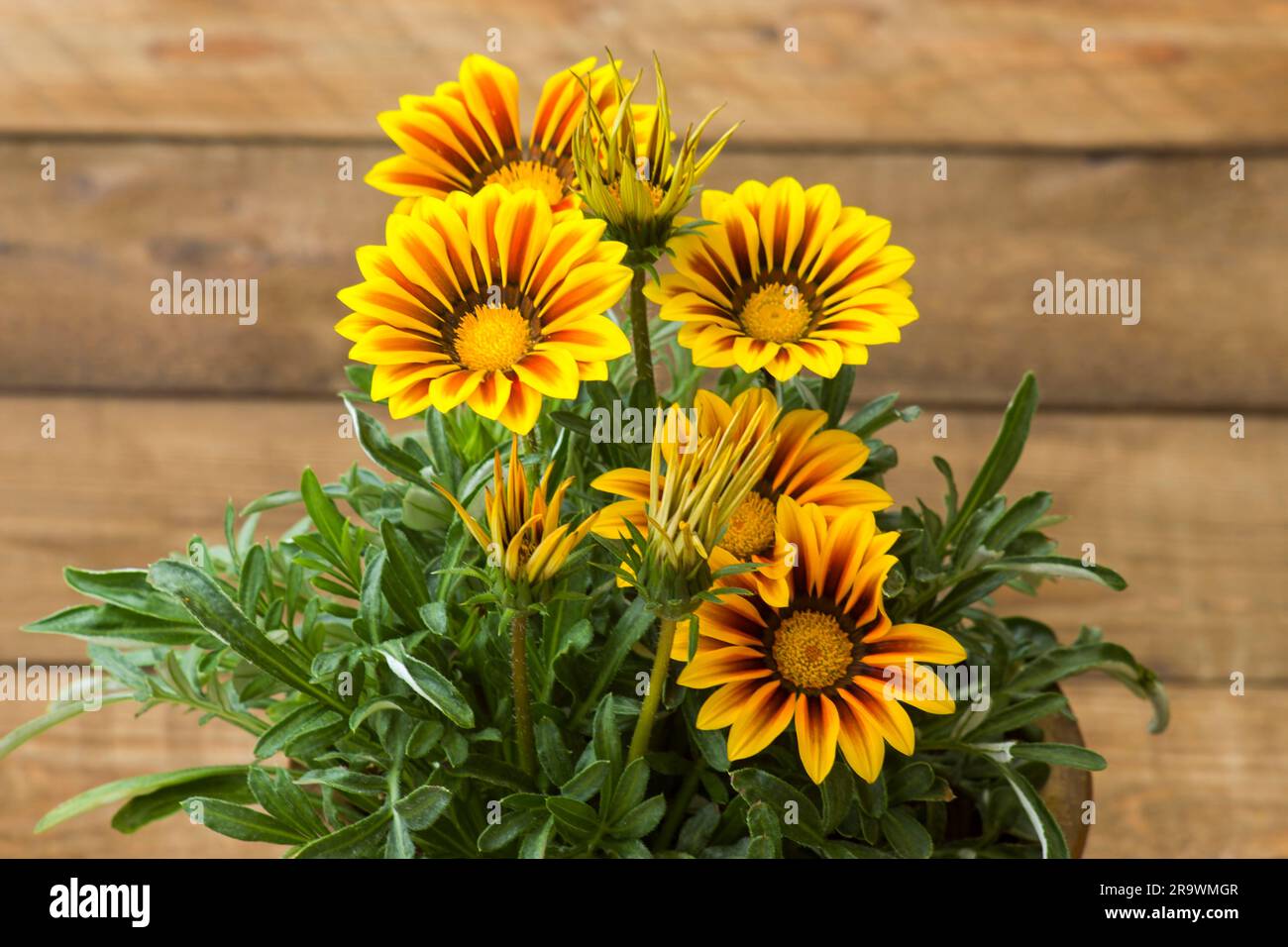 african daisy flower.Gazania flower native.Yellow flowers (South African daisies - Gazania rigens) Stock Photo