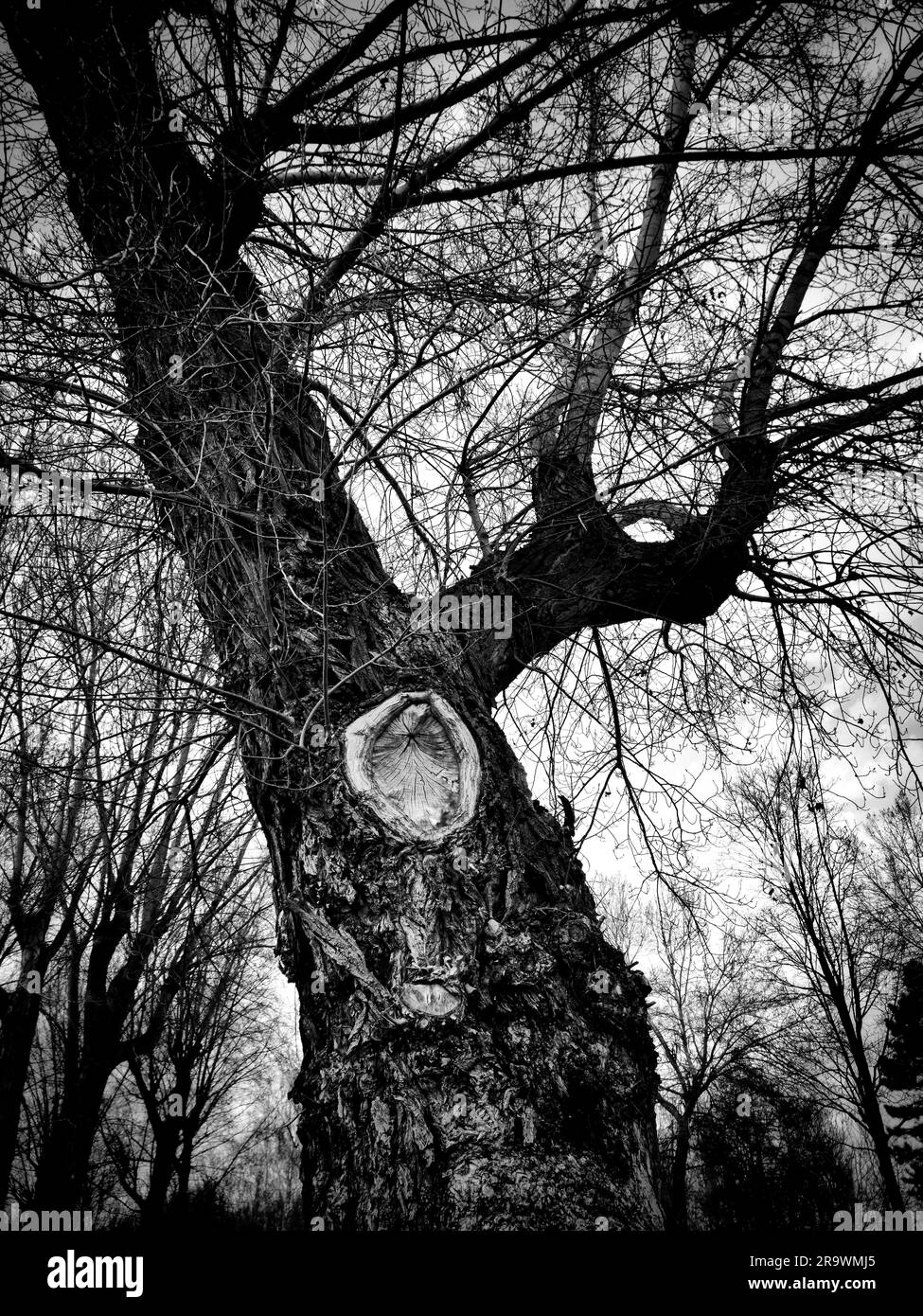Trunk Black and White Stock Photos & Images - Alamy