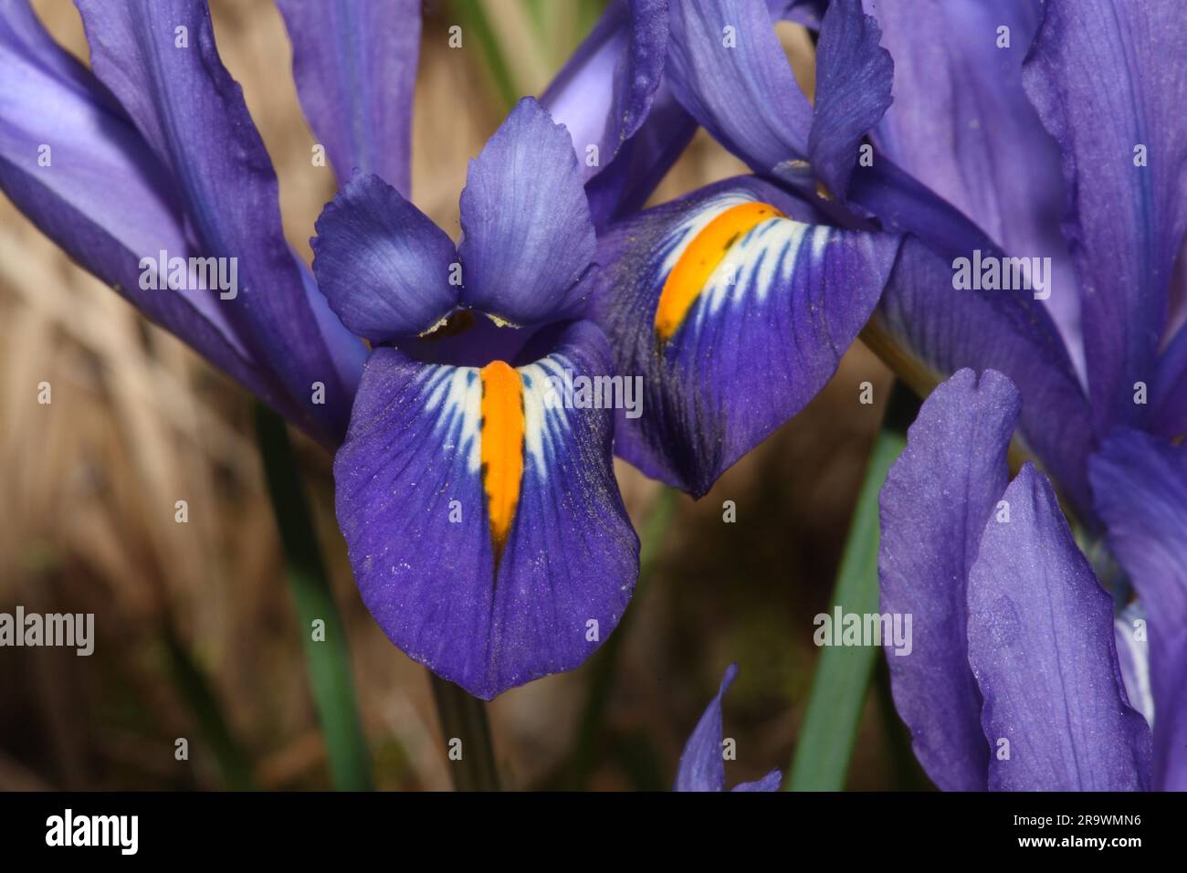 Little Dwarf Iris Stock Photo
