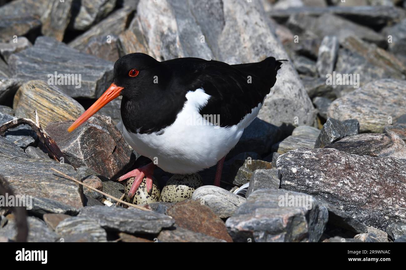 eurasian-oystercatcher-haematopus-ostralegus-hatching-eggs-on-rocks