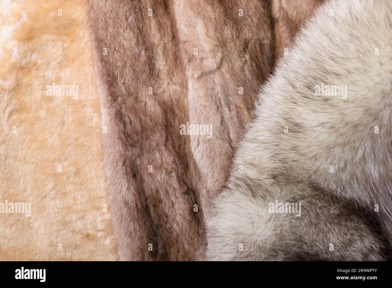 Blond sheepskin, blue fox and red sable mink furs Stock Photo