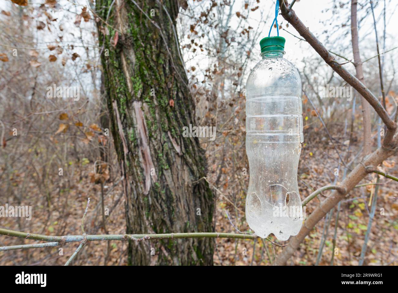 Plastic bottle, in the tree, used as feeder for birds in winter Stock Photo