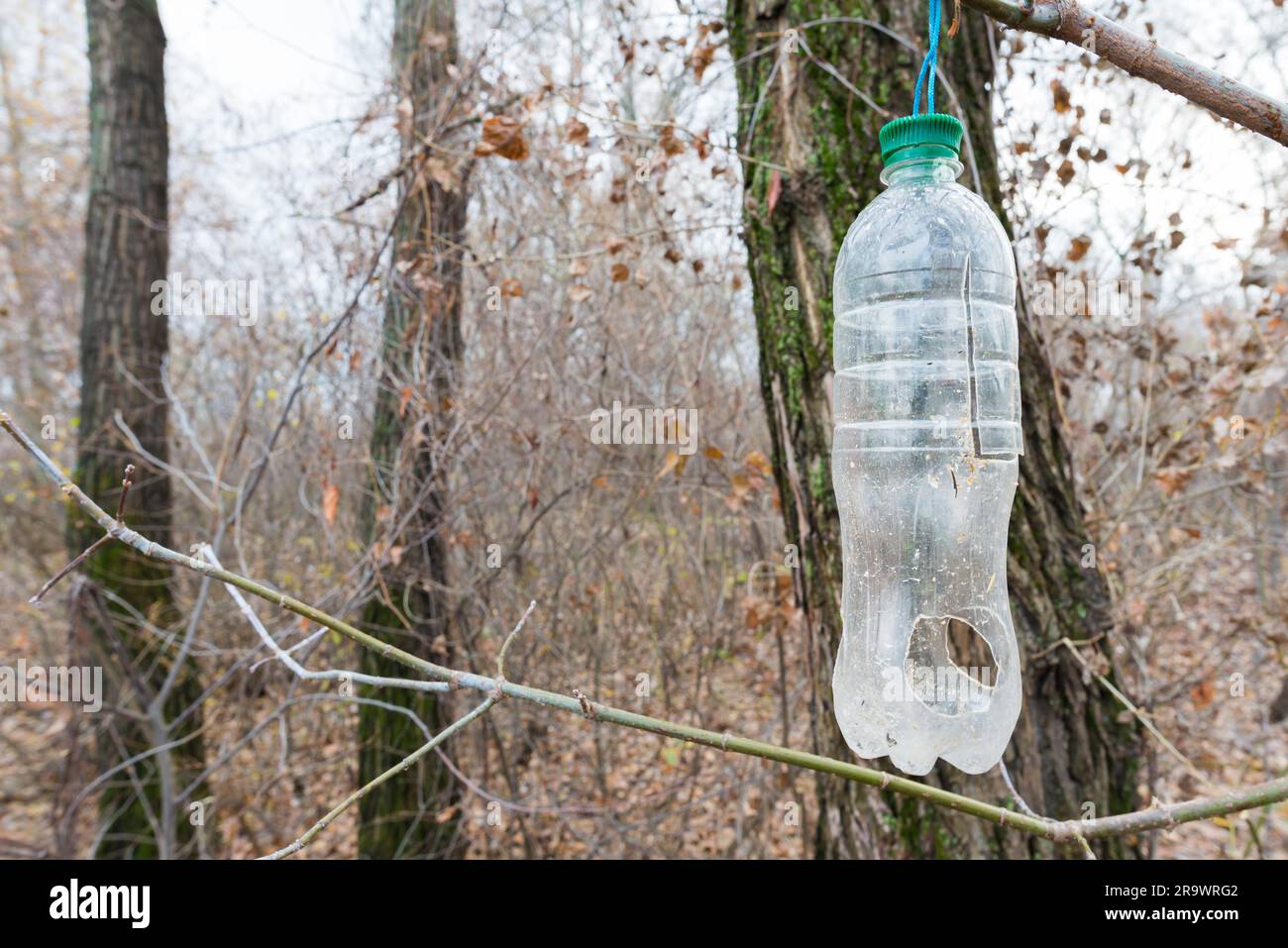 Plastic bottle, in the tree, used as feeder for birds in winter Stock Photo