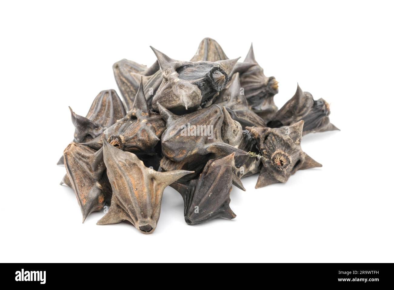 A heap of water chestnuts (trapa natans), isolated on a white background Stock Photo