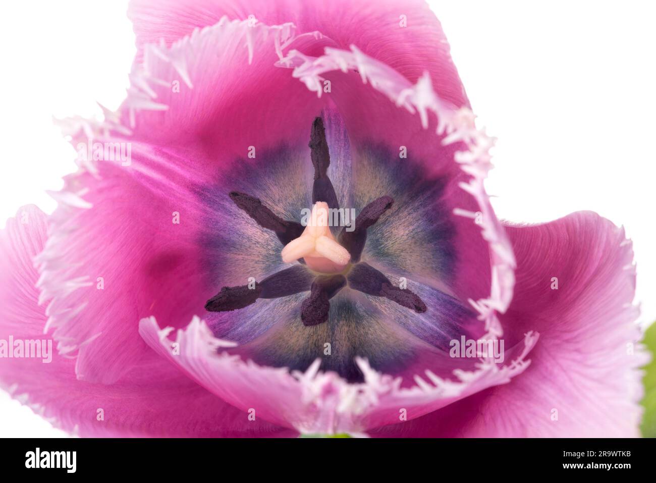 Macro of a pink fringed tulip (tulipa) crispa, on white background Stock Photo