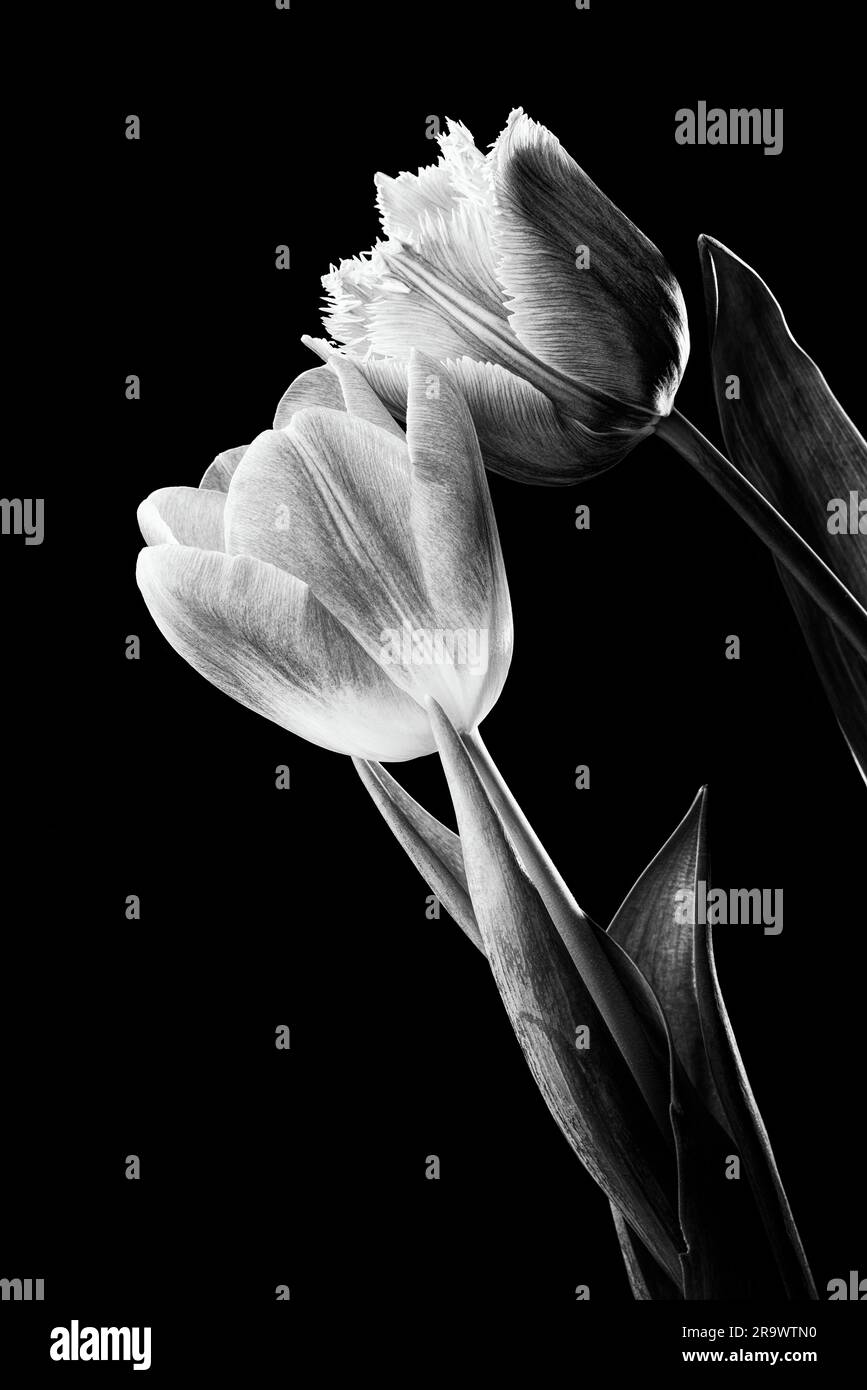 Closeup of a pink fringed tulip (tulipa) crispa, and a common red tulip on black background. Black and white photo Stock Photo