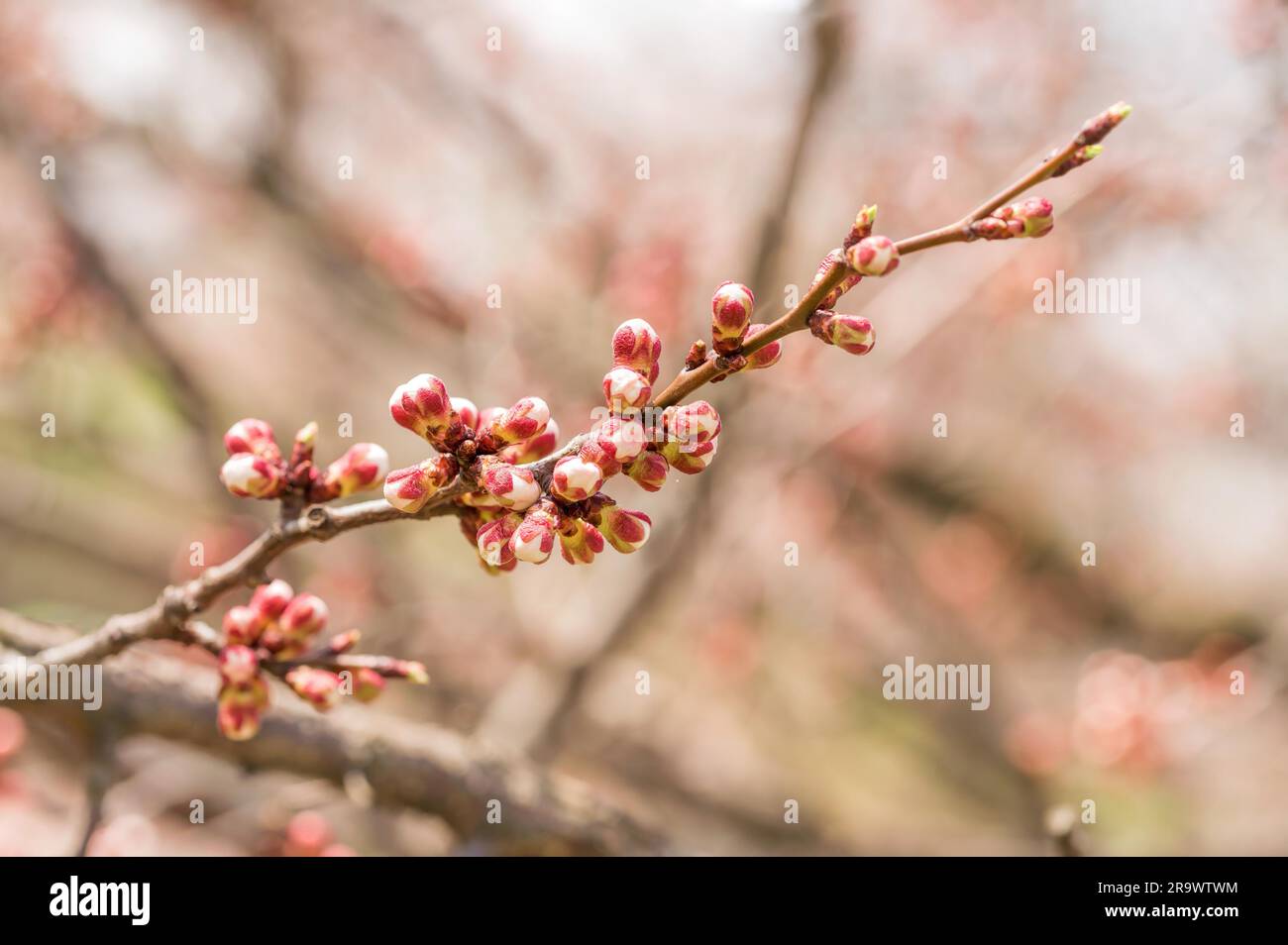 Macro of red and white of apple tree buds, on a branch, in spring under the sun Stock Photo