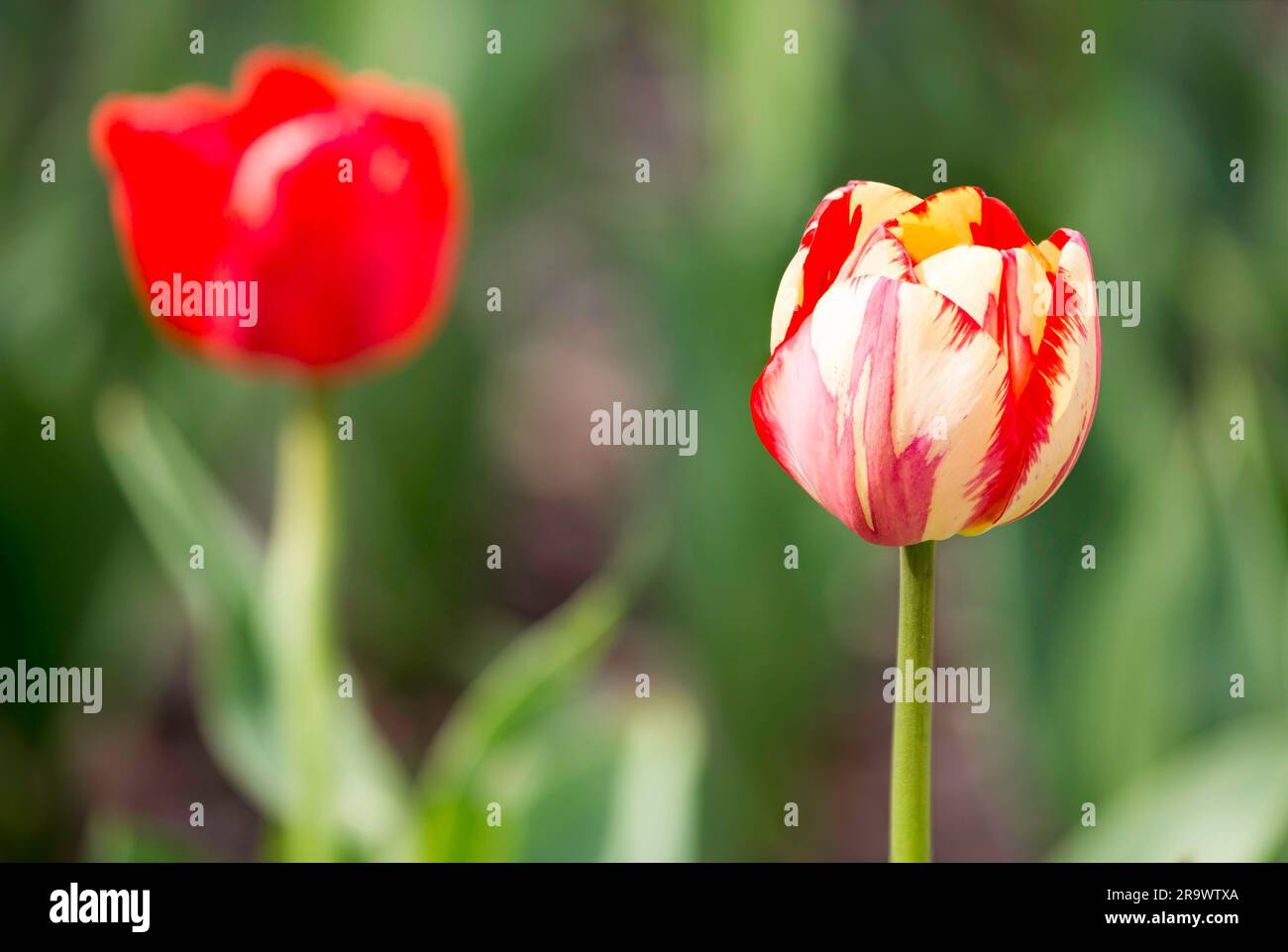 A delicate red and white tulip under the warm spring sun Stock Photo