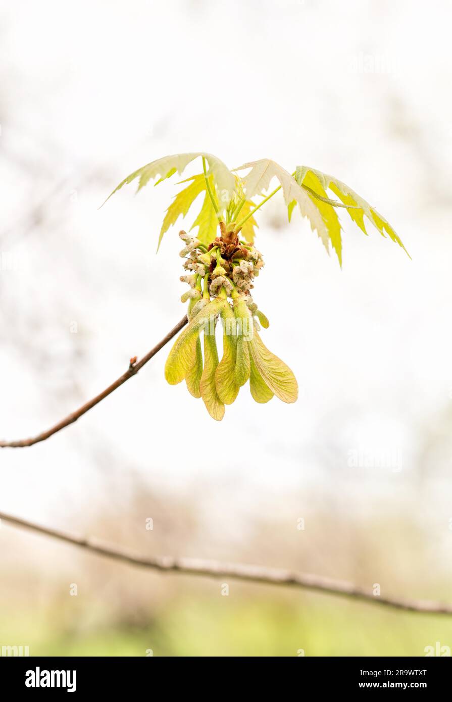 Maple samara fruit hi-res stock photography and images - Alamy