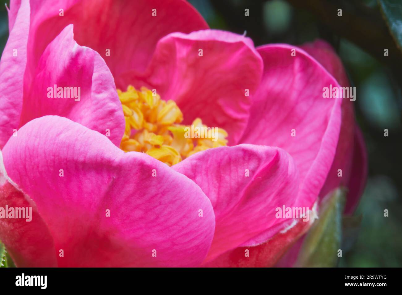 A Camellia flower in full bloom in winter or early spring. Stock Photo