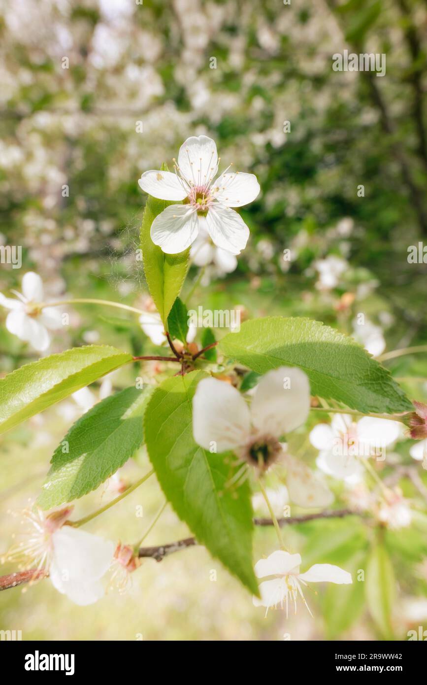 Macro of a single white cherry flower illuminated by the warm spring sun. The background is blurred with a glow effect Stock Photo