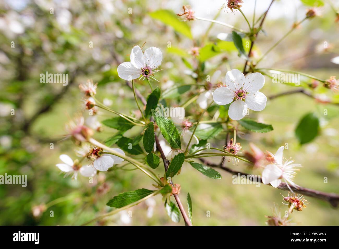 Macro of a single white cherry flower illuminated by the warm spring sun. The background is blurred with a glow effect Stock Photo