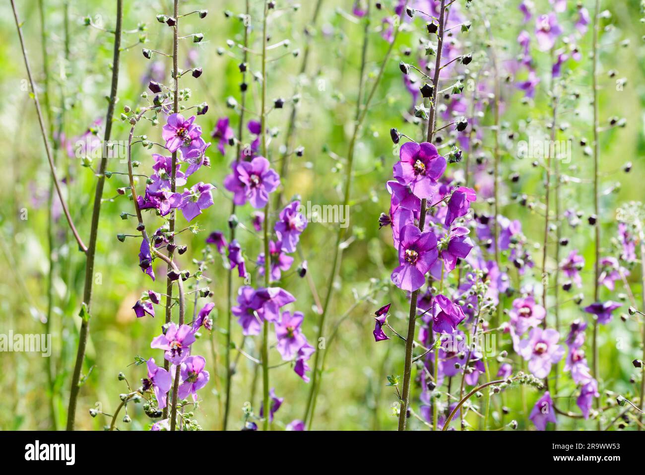A meadow full of violet (Verbascum phoeniceum) under the warm spring sun Stock Photo