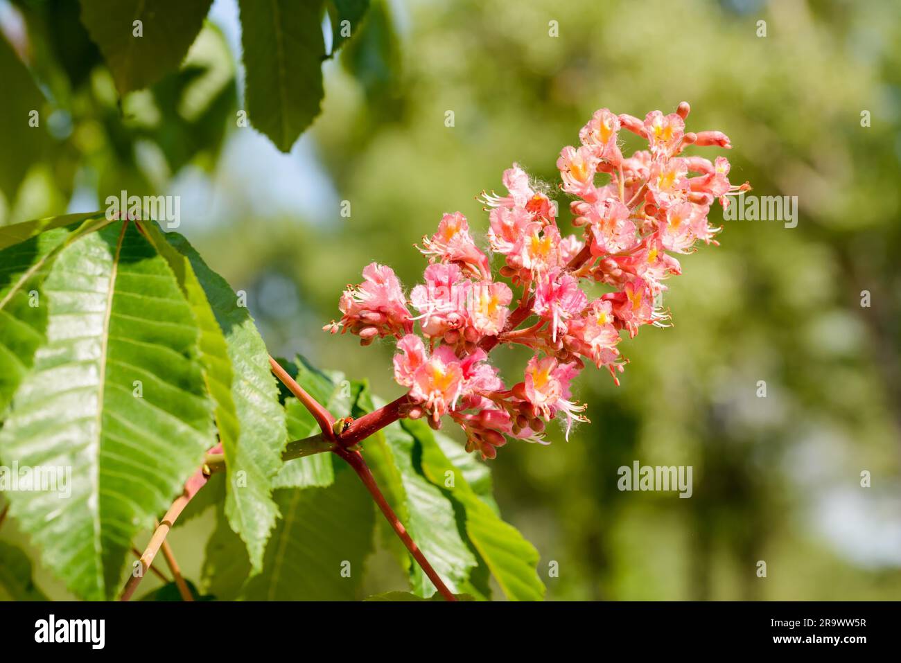 Red, or Red Horse-chestnut (Aesculus x Carnea) Flower under the bright spring sun Stock Photo