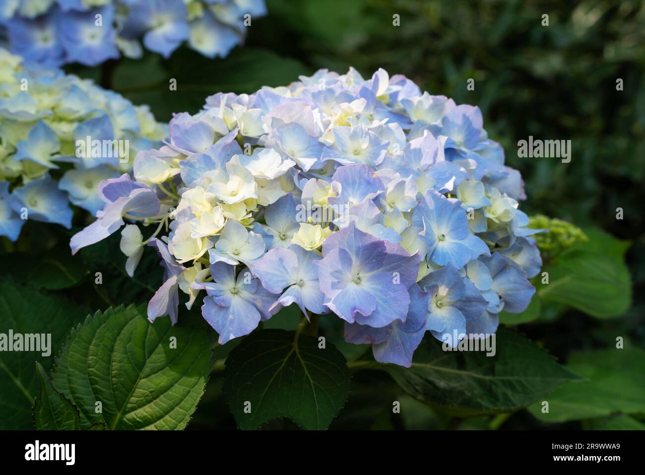 Beautiful pastel blue and purple hydrangea flower plant in a natural garden in sunny day. Stock Photo