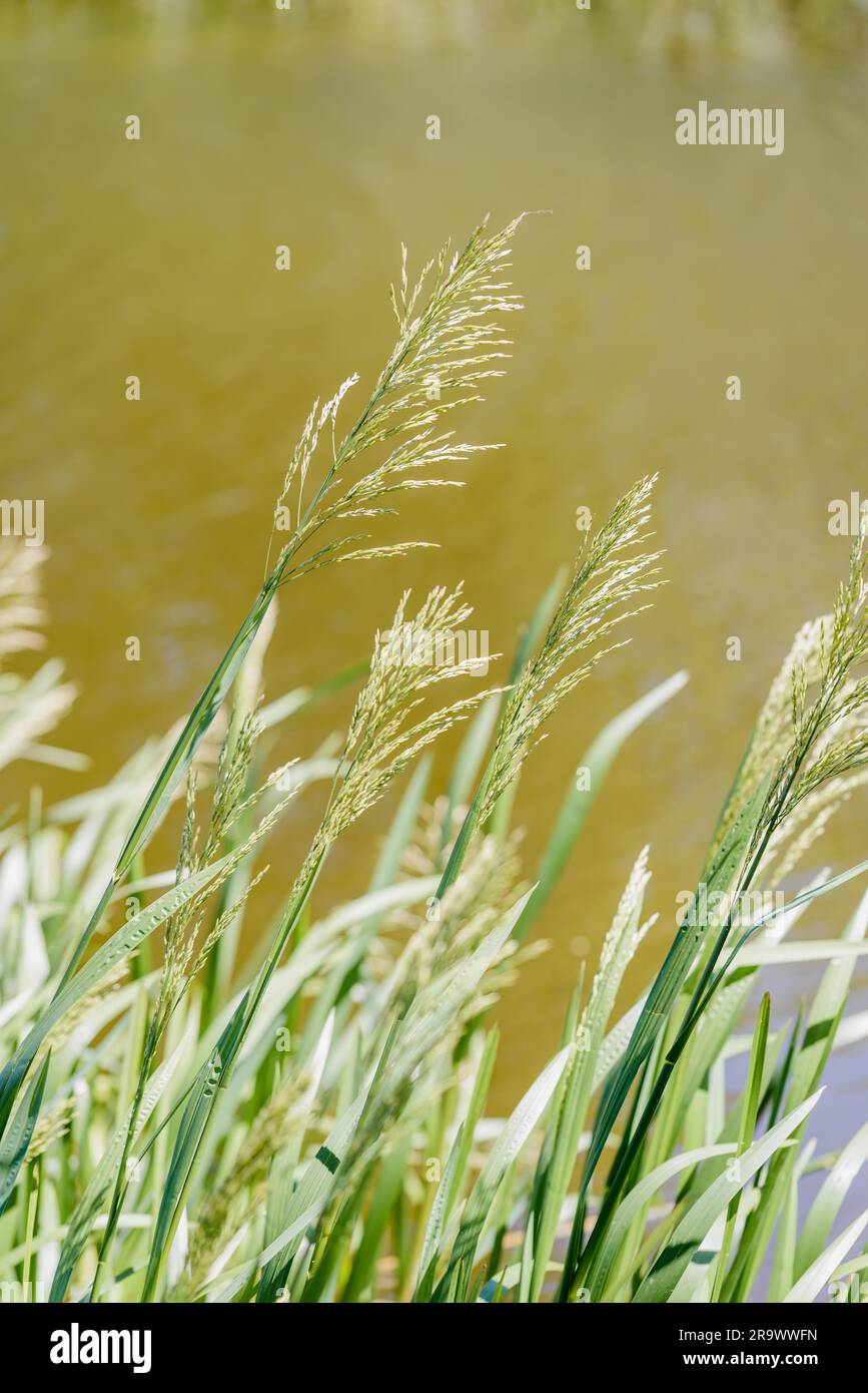 Green, also known as Great Manna Grass, Reed Mannagrass (Glyceria maxima), and Reed Sweet-grass, growing near the water of the lake Stock Photo