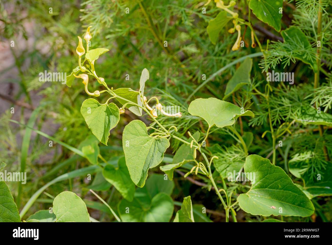 A Birthwort (Aristolochia clematitis) also called is growing in the sand under the warm summer sun Stock Photo