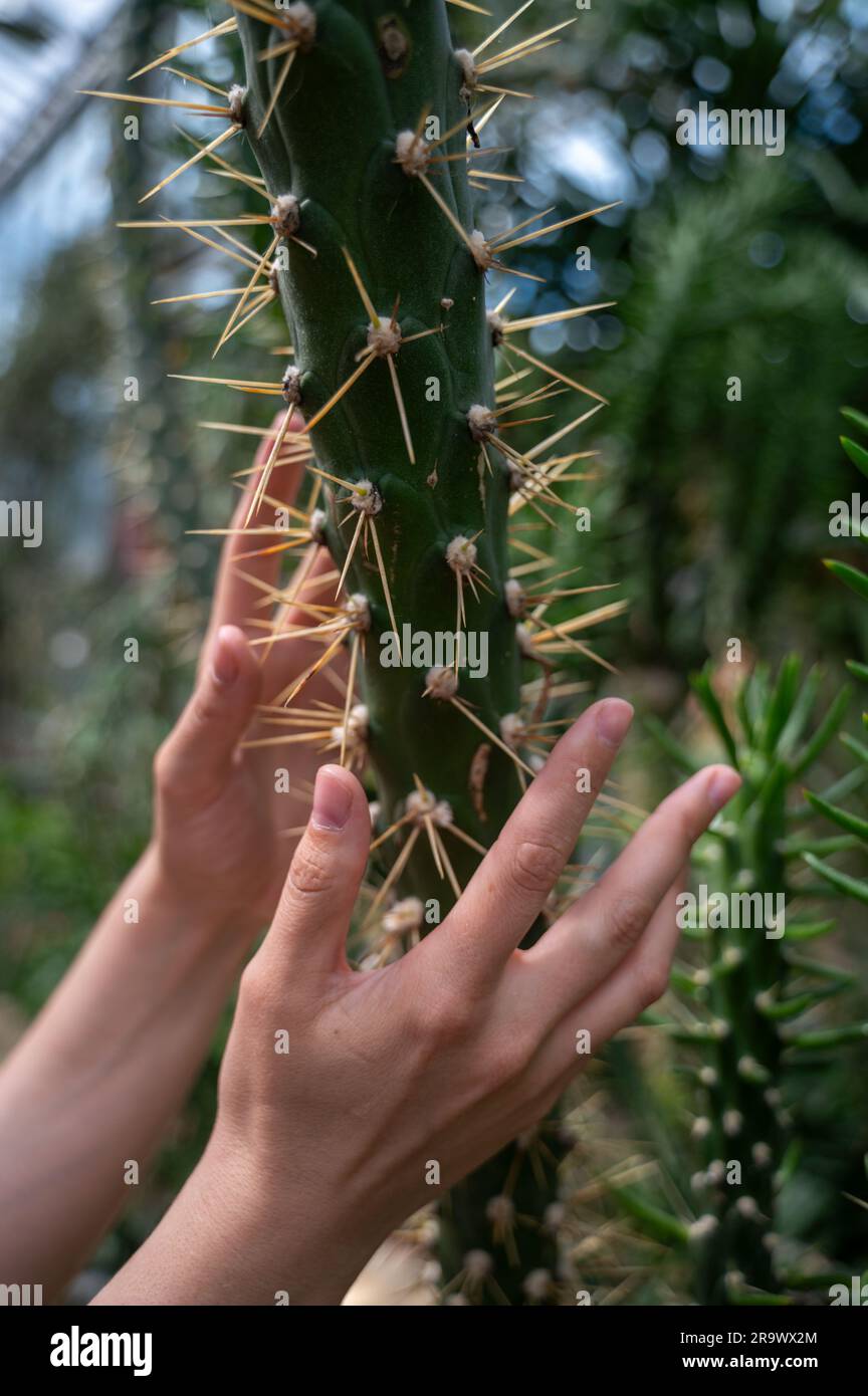 Hand holding cactus hi-res stock photography and images - Page 20 - Alamy