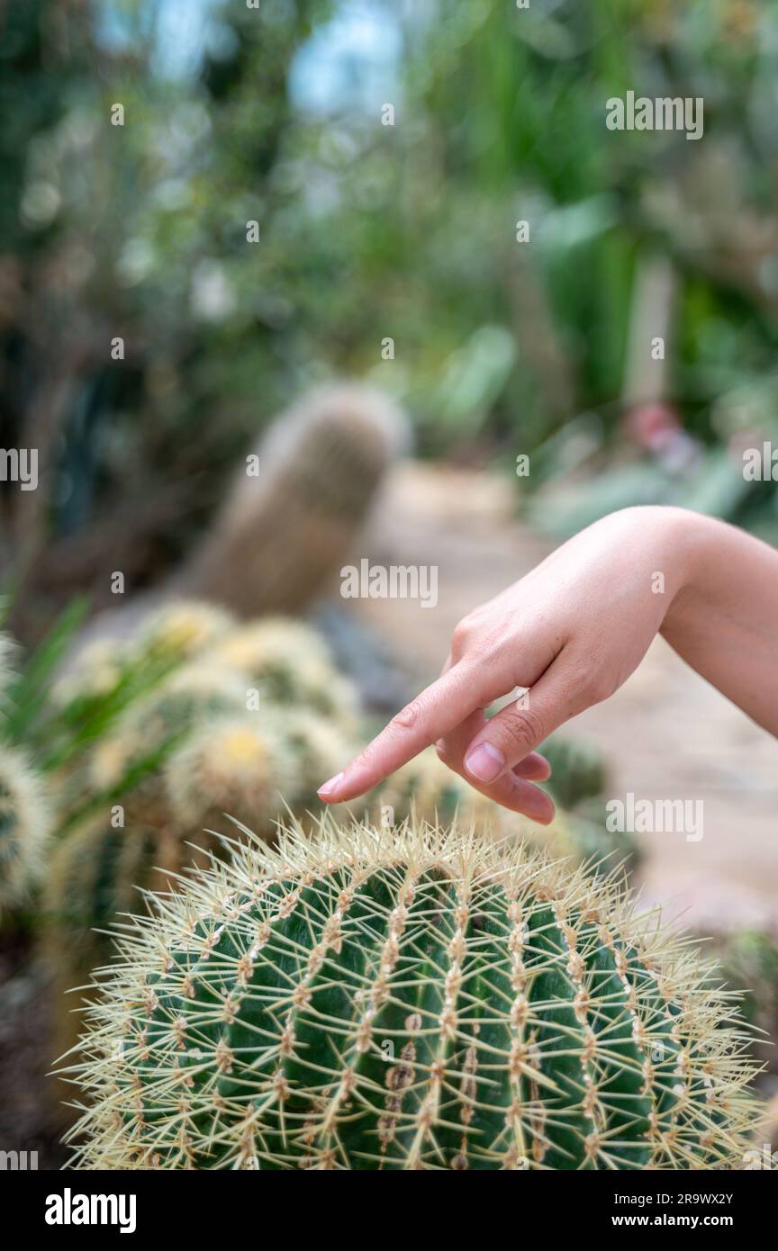 Person hand touching round cactus with needles and pricking fingers Stock Photo