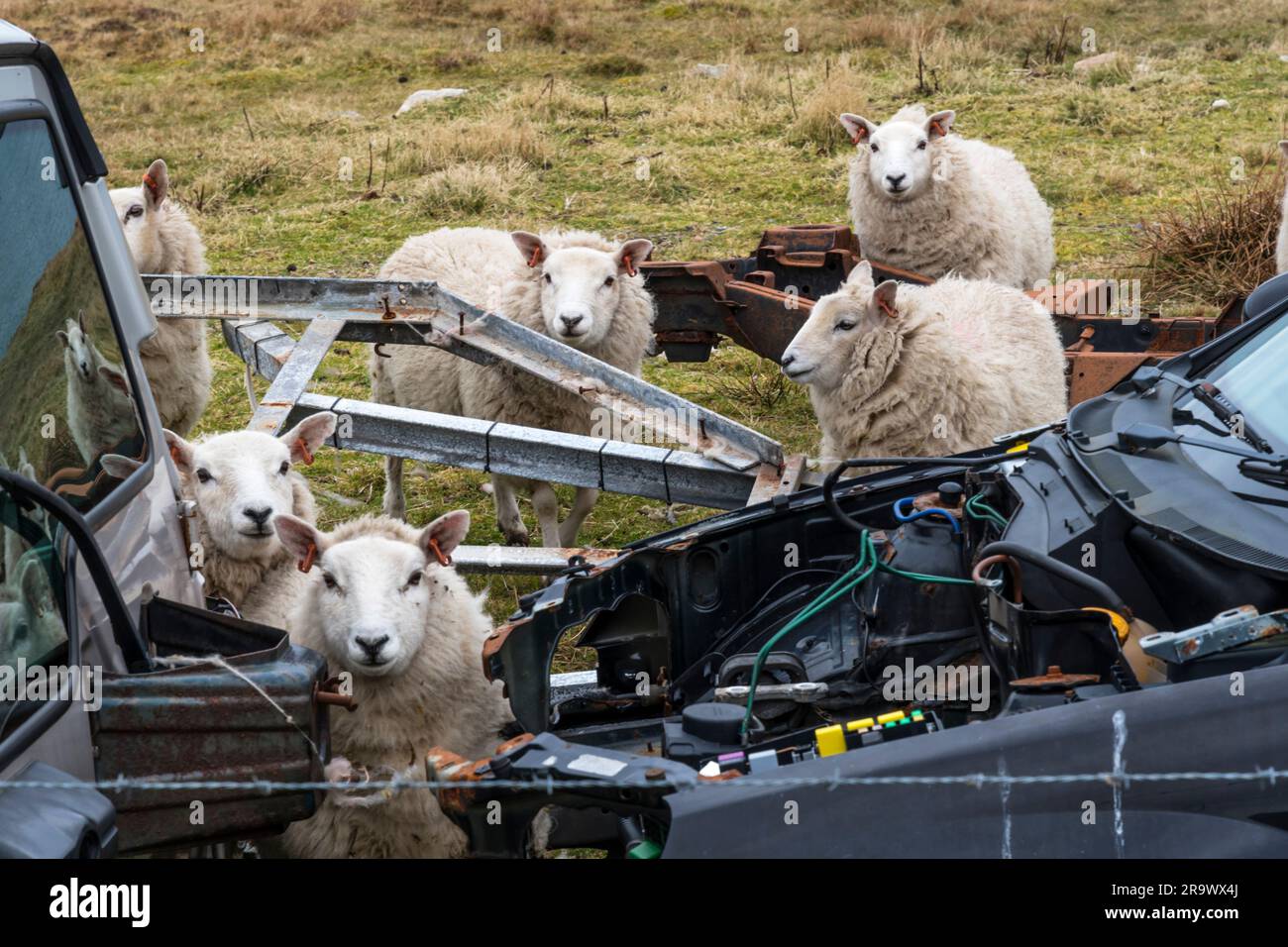 Inquisitive sheep gathered round old scrapped cars in Shetland. Stock Photo