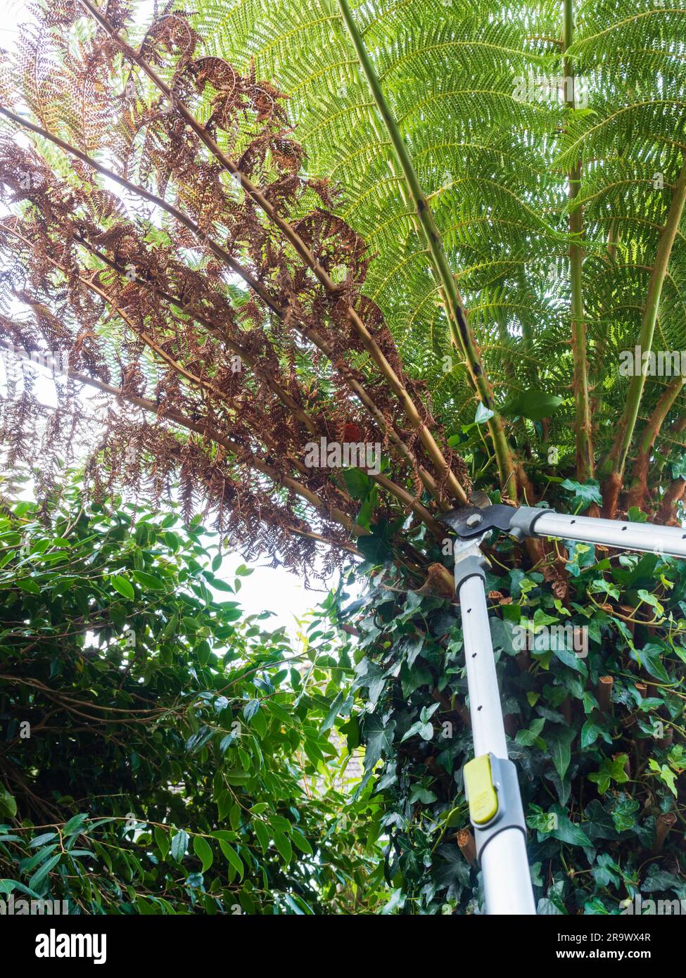 Removing dead fronds from a Dicksonia antarctica tree fern with long handled loppers Stock Photo