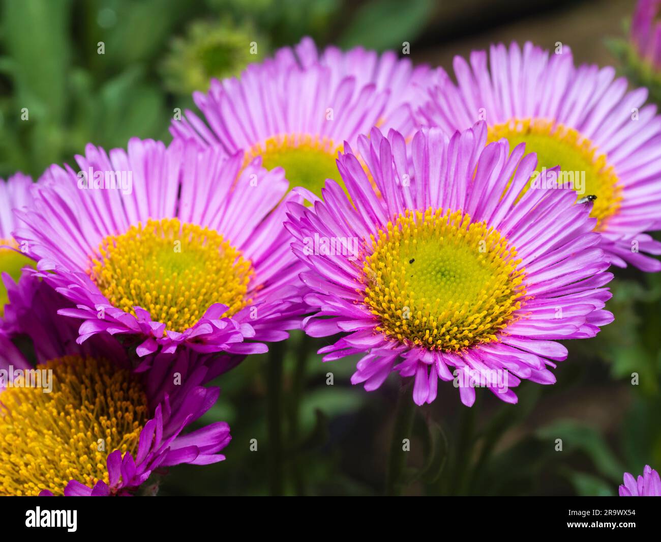 Lilac and yellow summer flowers of the carpeting fleabane, Erigeron glaucus 'Sea Breeze' Stock Photo