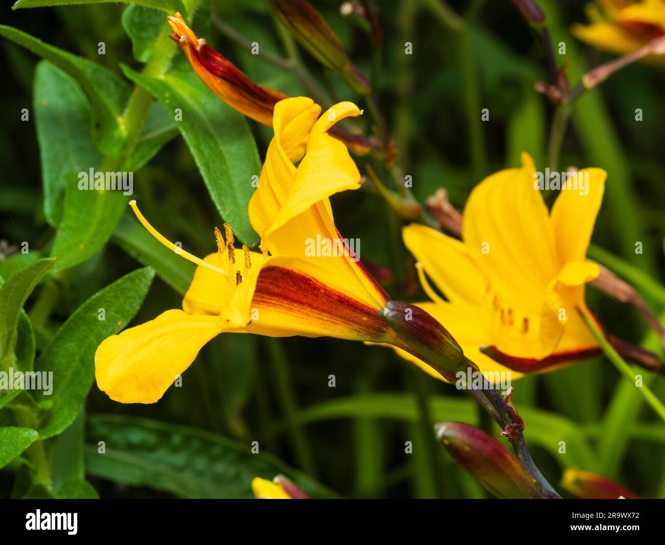 Brown exterior and yellow flower of Hemerocallis 'Golden Chimes', a fragrant day lily Stock Photo